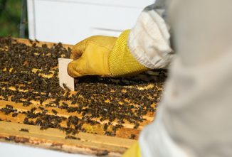 To Treat or Not to Treat for Varroa Mites